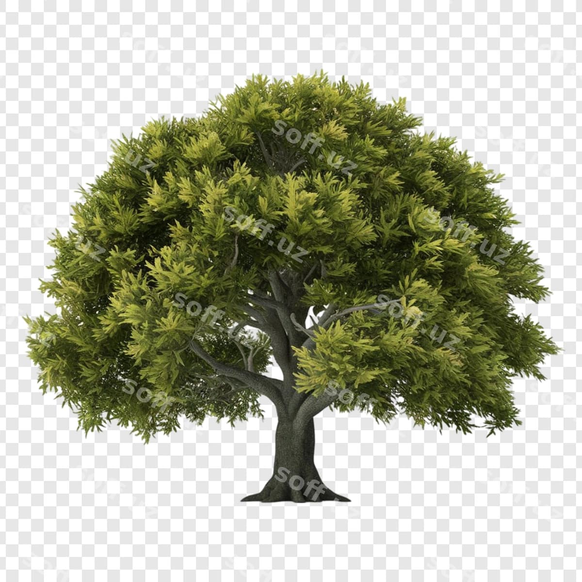 Daraxt png ajraltirilgan shaffof orqa fonda | Tree png isolated transparent background