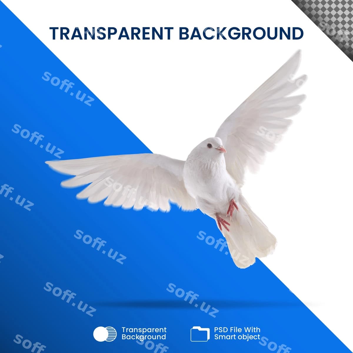 Oq kaptarlar shaffof | White pigeons transparent