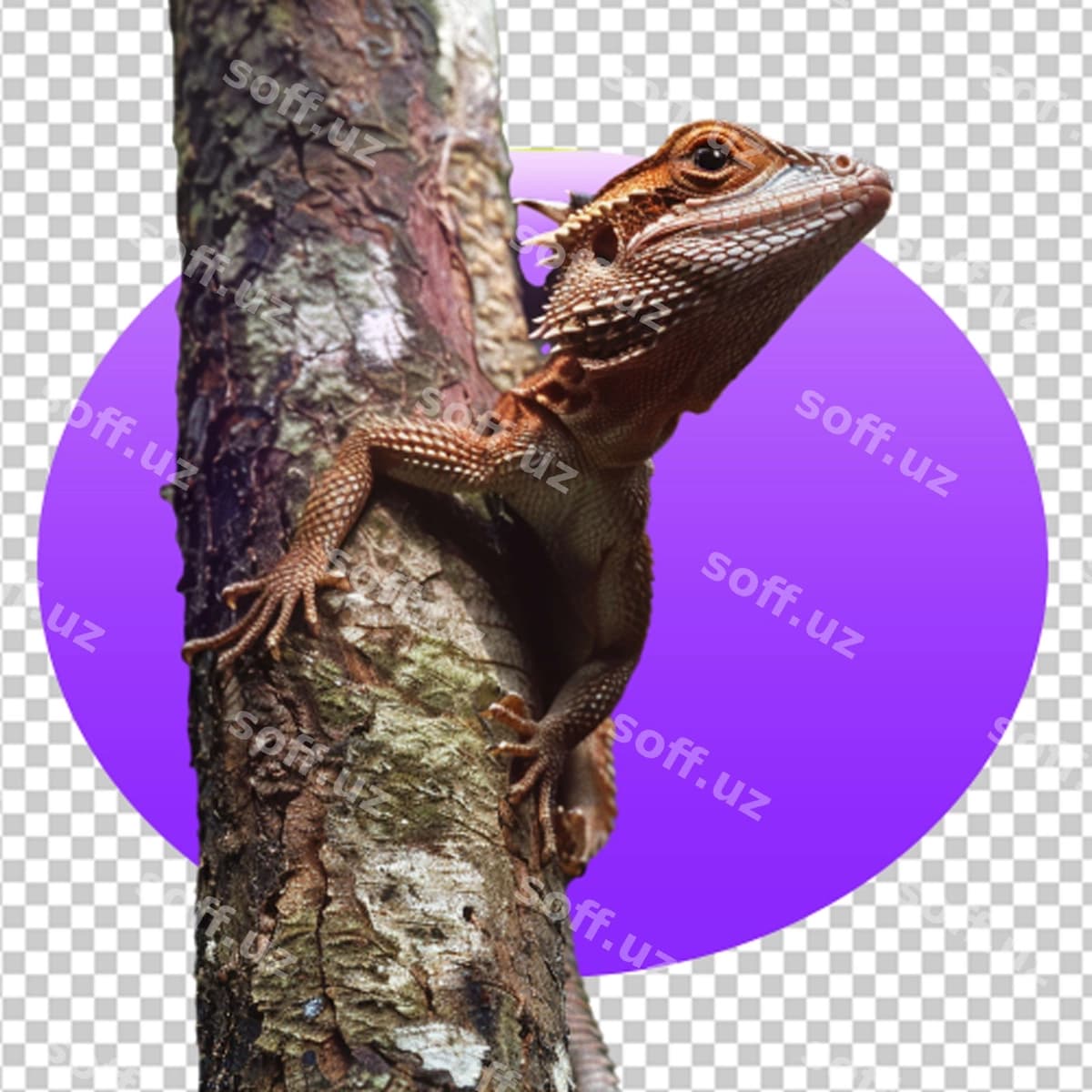 Dunyo chimsa kuni | World lizard day
