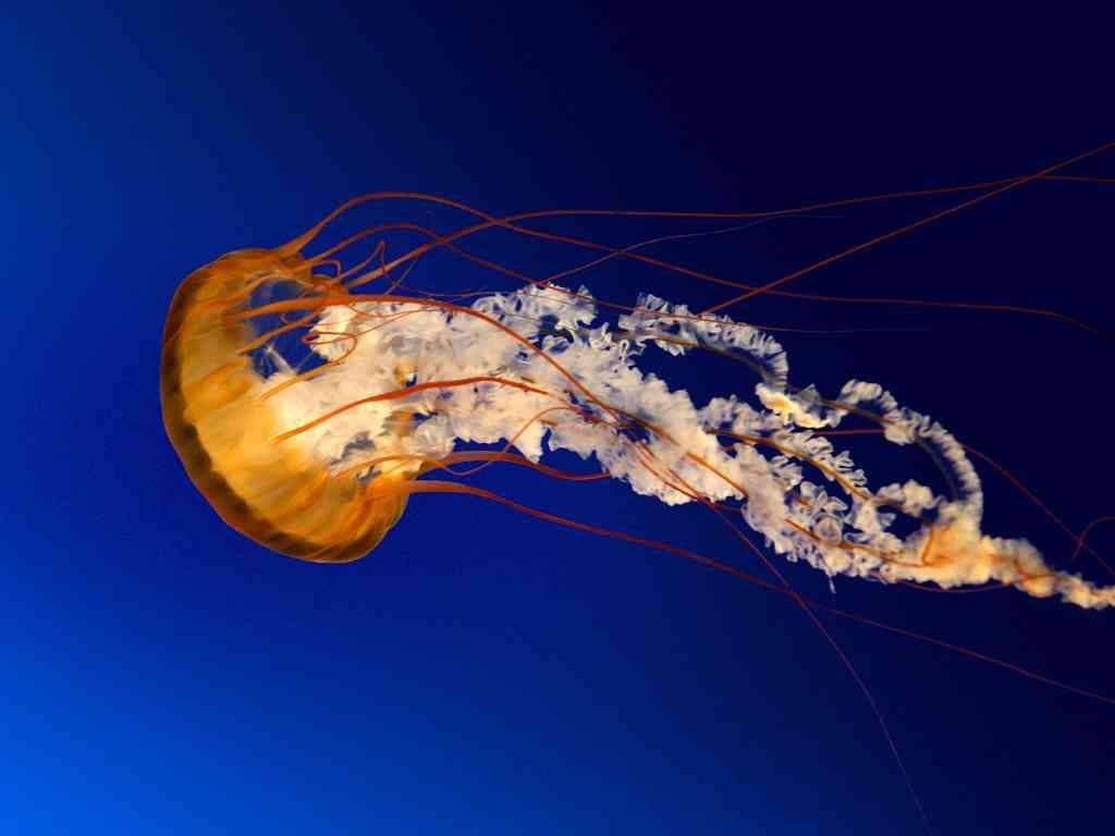 Omadillo Omonov