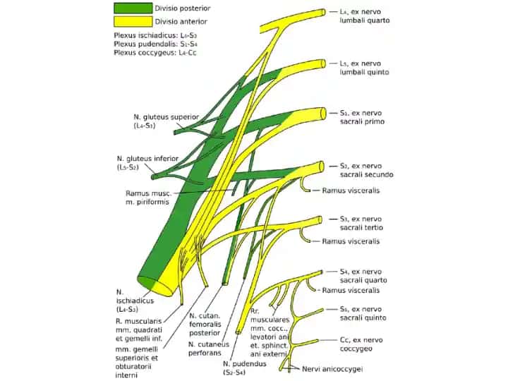 Plexus ischiadicus