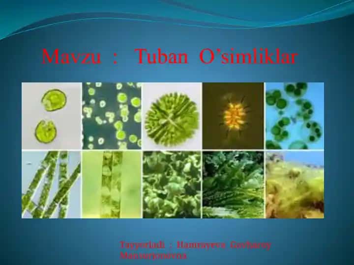 Tuban O’simliklar