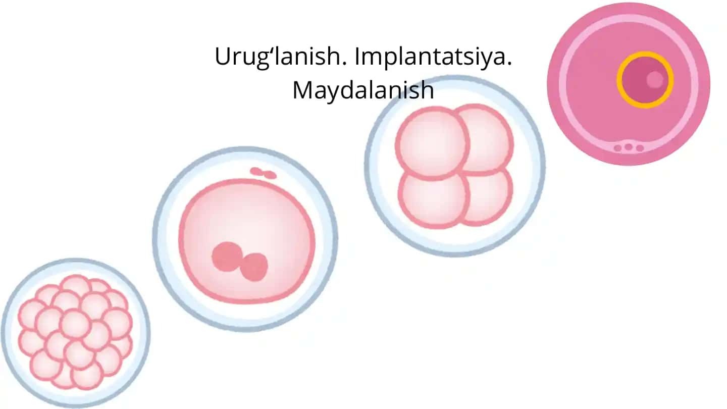 Zigota hosil bo‘lish jarayoni