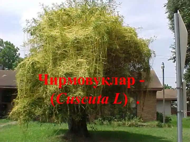 Чирмовуқлар