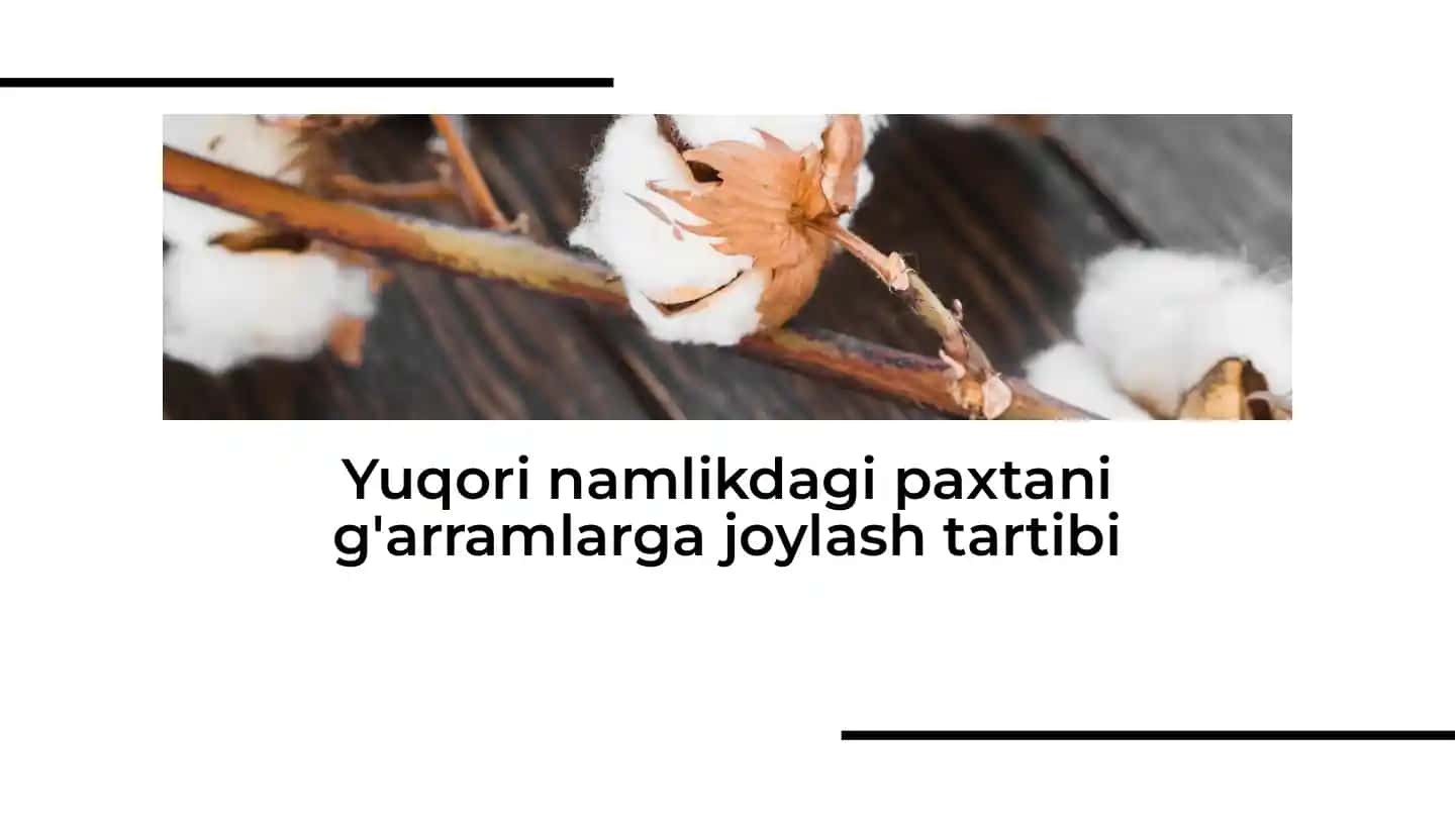Yuqori namlikdagi paxtani g'arramlarga joylash tartibi