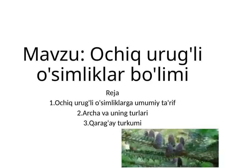 Ochiq urug'li o'simliklar bo'limi