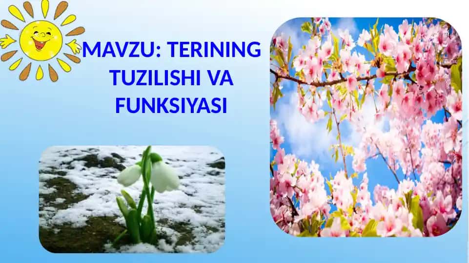 Terining tuzilishi va funksiyasi