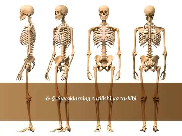 Suyaklarning tuzilishi va tarkibi