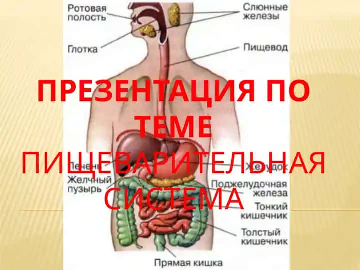 Презентация по теме "Пищеварительная система"