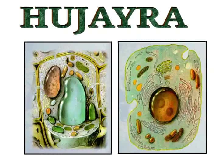 Hujayra