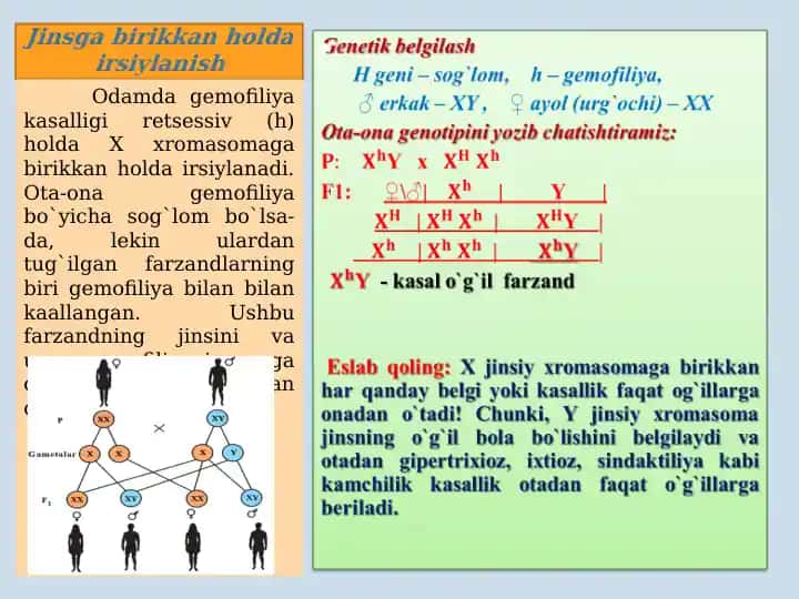 Drozofila genetikasi