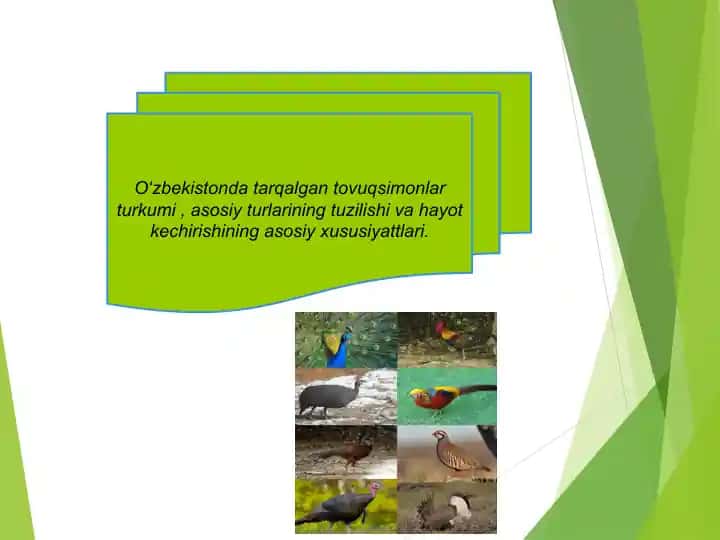 Oʻzbekistondagi Tovuqsimonlar Turkumi