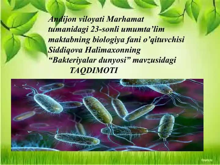 Bakteriyalar dunyosi taqdimoti