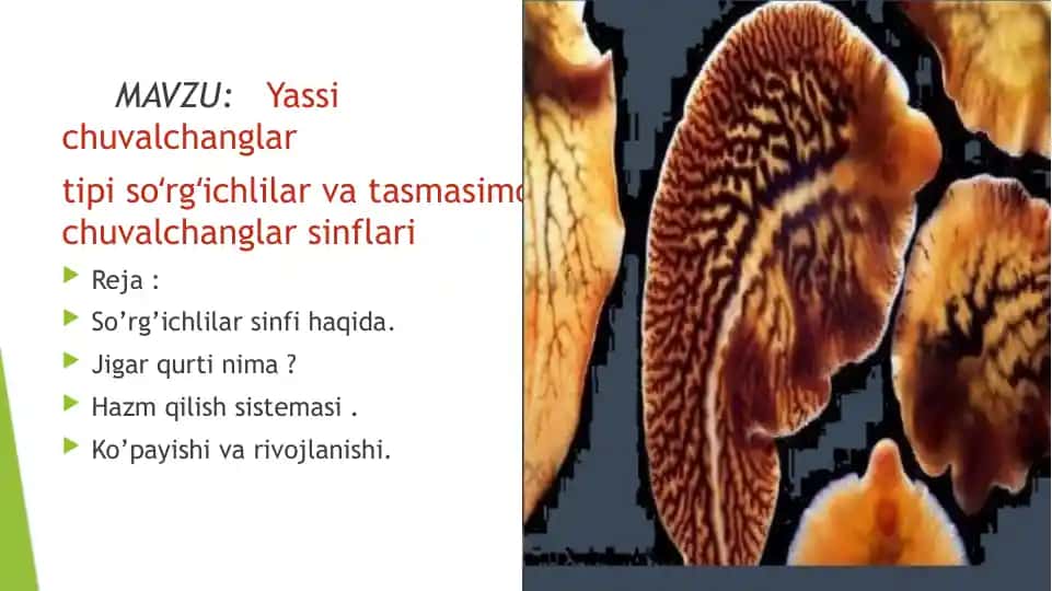 So’rg’ichlilar va tasmasimon chuvalchanglar