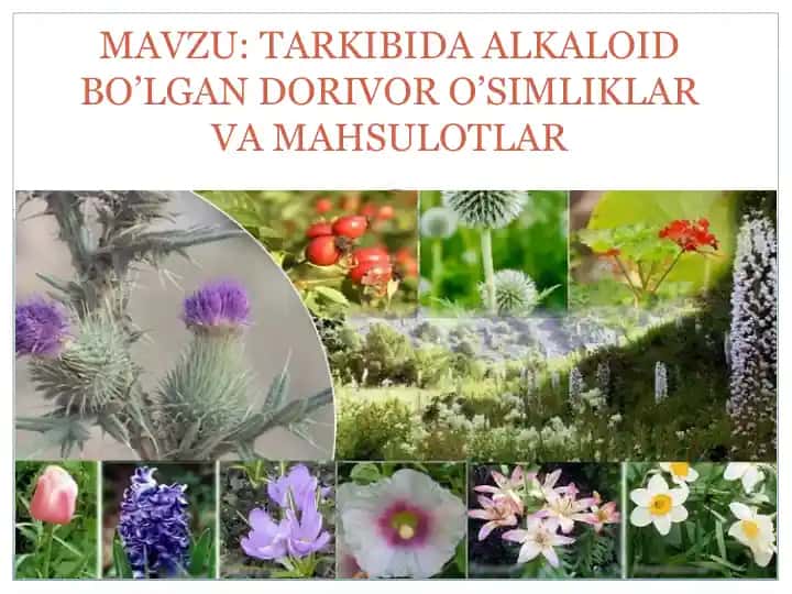 Alkaloidlarga Umumiy Xarakteristika va Foydalanish