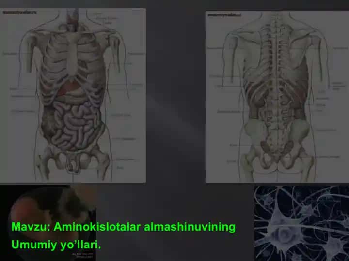 Aminokislotalar almashinuvi