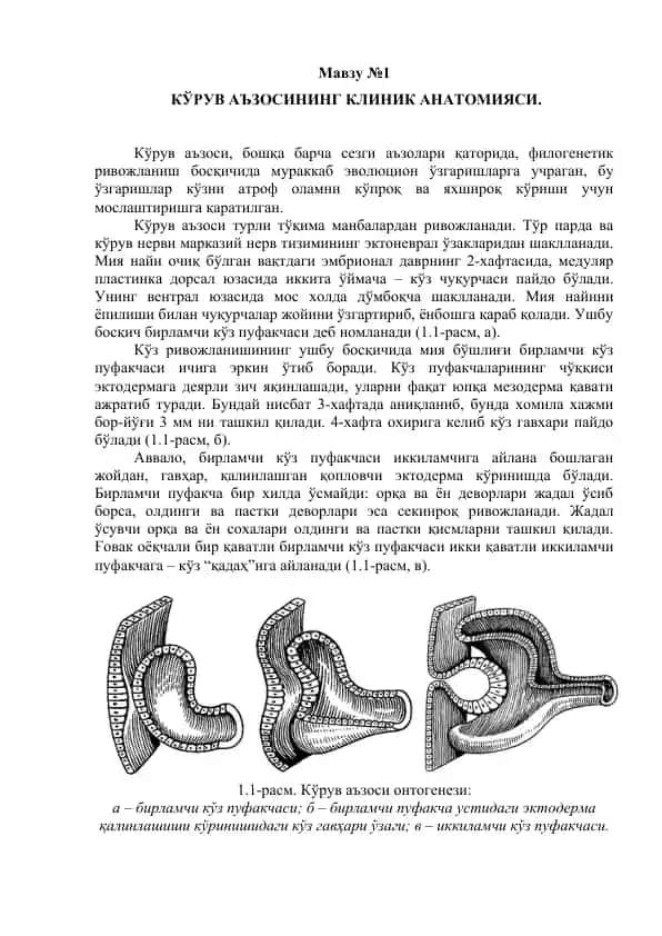 Kўruv aъzosi