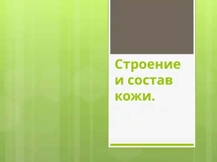 Строение и состав кожи
