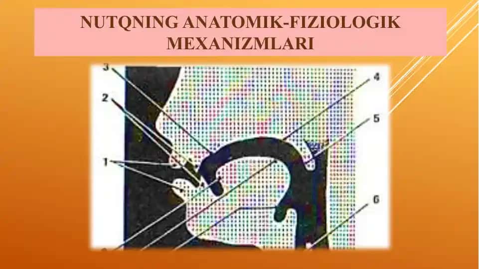 NUTQNING ANATOMIK-FIZIOLOGIK MEXANIZMLARI