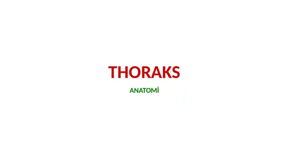 Thoraks Anatomiyasi