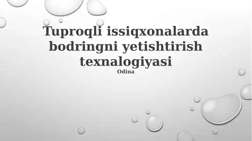 Tuproqli issiqxonalarda bodringni yetishtirish texnalogiyasi