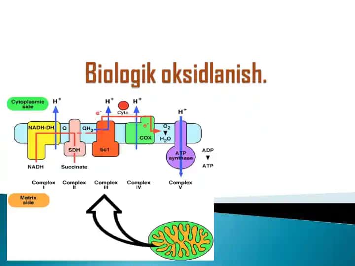 Biologik oksidlanish