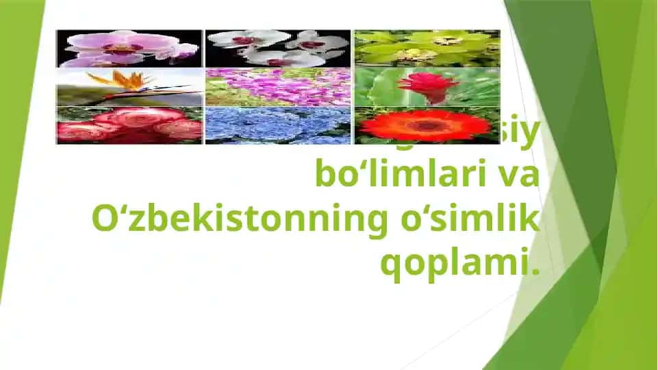 Tuban o‘simliklar