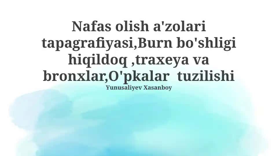 Nafas olish organlarining topografiyasi