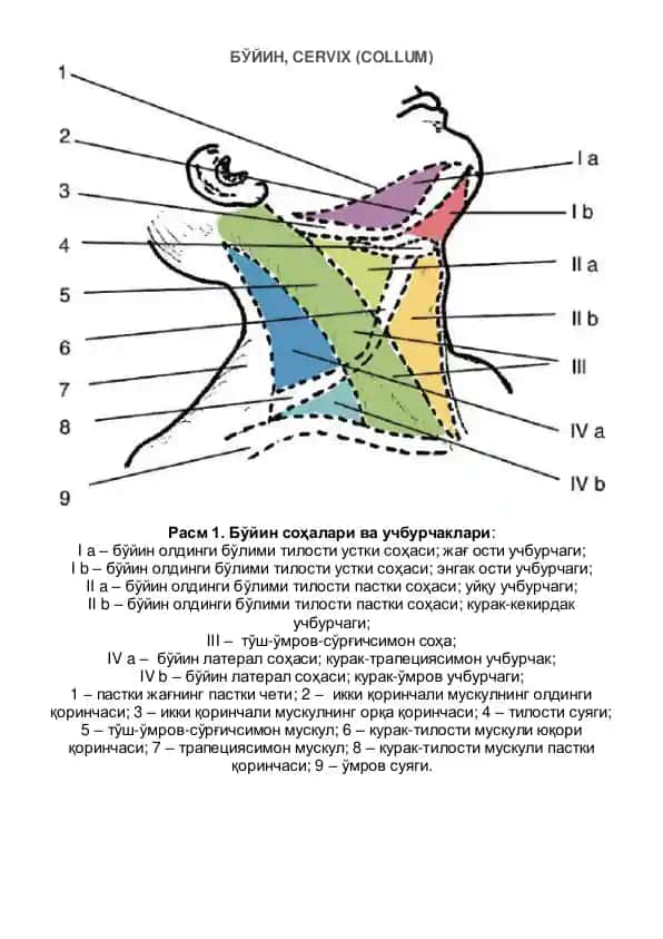 Bo'yin (Cervix)