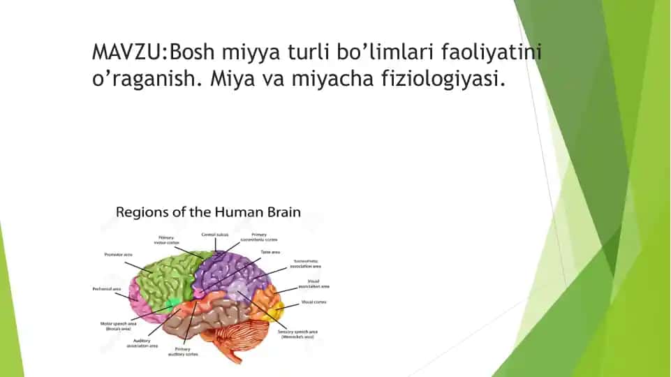 Bosh Miyya Turli Bo’limlari Faoliyatini O’raganish