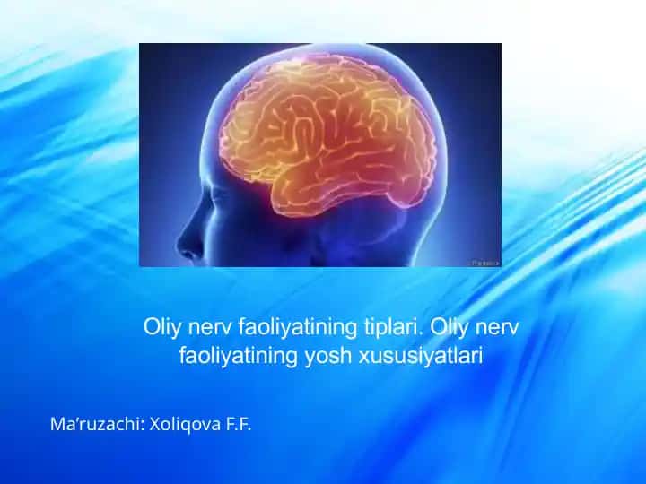 Oliy nerv faoliyatining tiplari