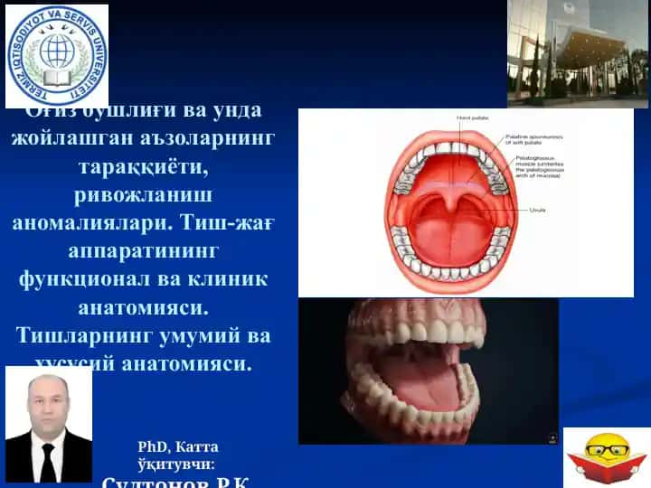 Оғиз бўшлиғи ва унда жойлашган аъзоларнинг тараққиёти, ривожланиш аномалиялари. Тиш-жағ аппаратининг функционал ва клиник анатомияси. Тишларнинг умумий ва хусусий анатомияси.
