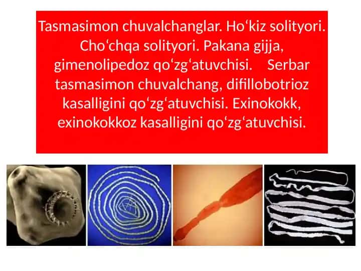 Tasmasimon chuvalchanglar