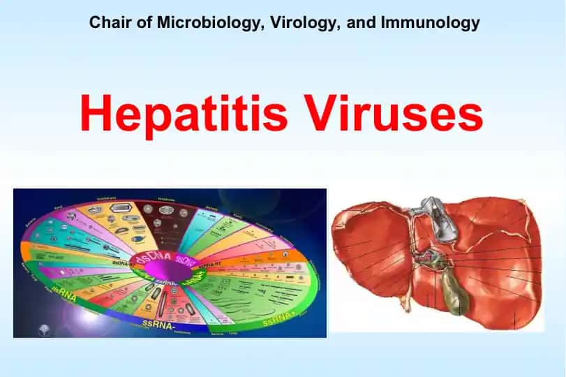 Hepatitis Viruses