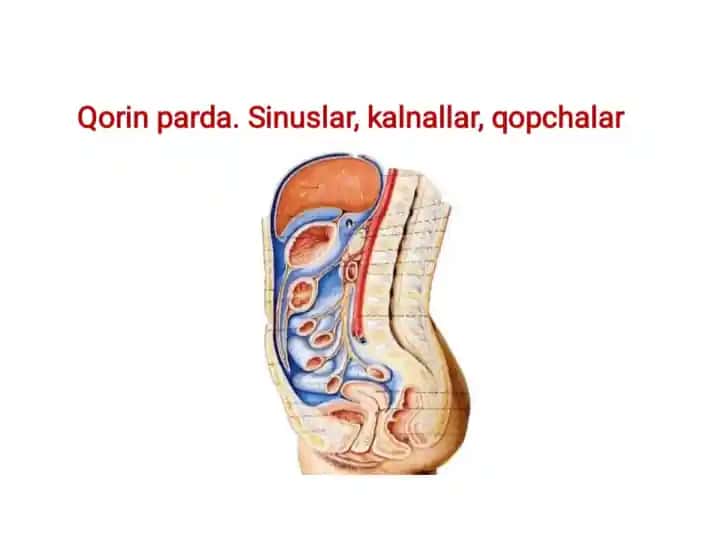 Peritoneum (Peritoneum)