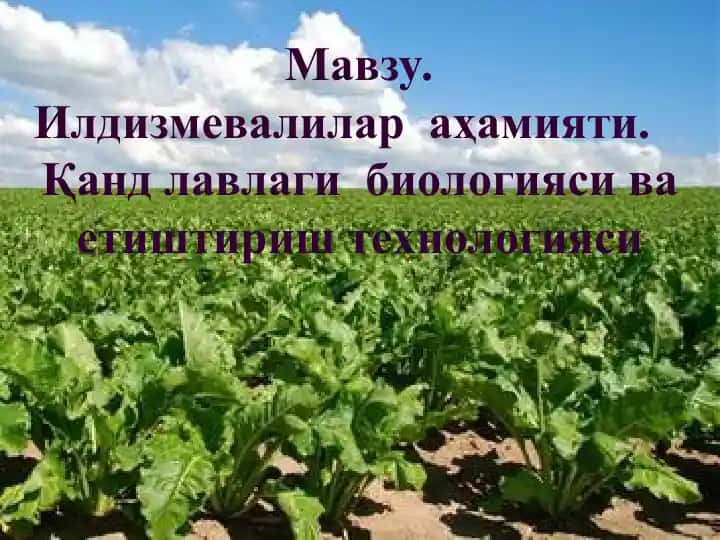 Il'dizmevalilar Ahomiati