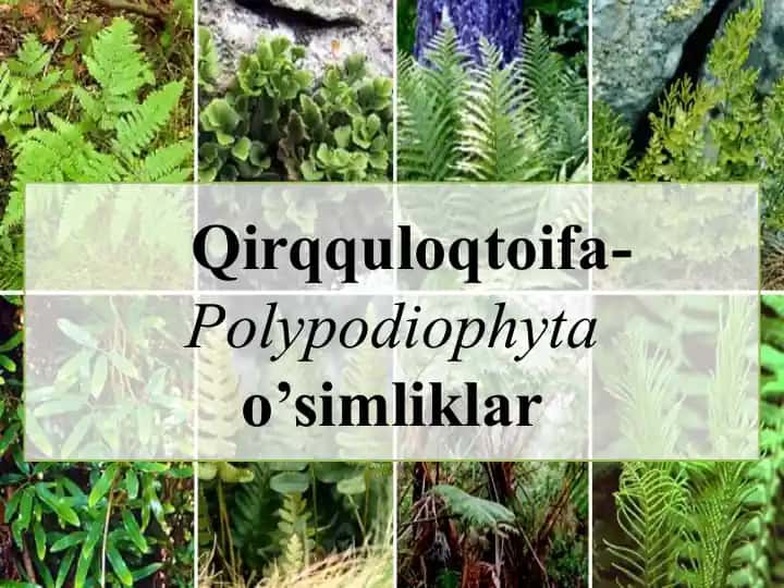 Qirqquloqtoifa-Polypodiophyta o’simliklar