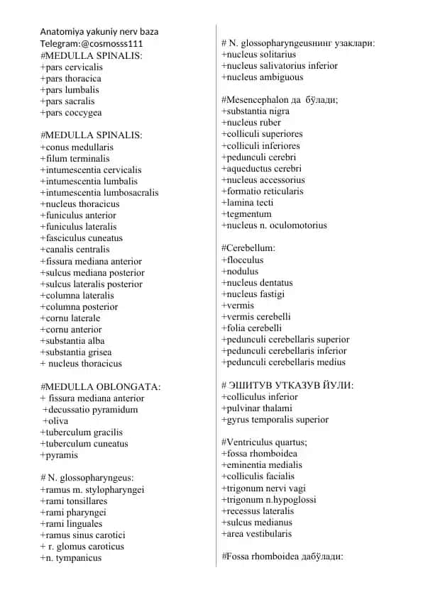Anatomiya yakuniy nerv baza