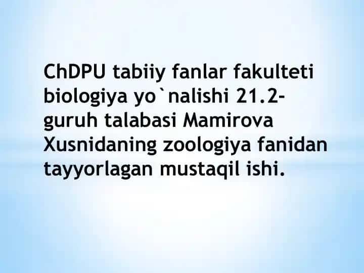 Ichki burunli baliqlar