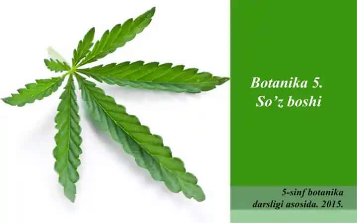 Botanika 5. So’z boshi