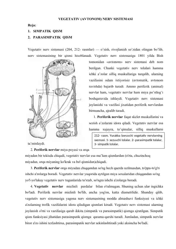 Vegetativ (Avtonom) nerv sistemasi