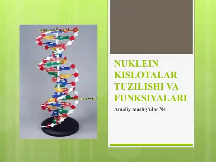 NUKLEIN KISLOTALAR TUZILISHI VA FUNKSIYALARI