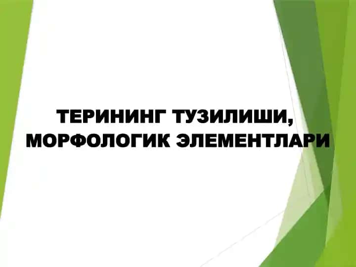 ТЕРИНИНГ ТУЗИЛИШИ,МОРФОЛОГИК ЭЛЕМЕНТЛАРИ