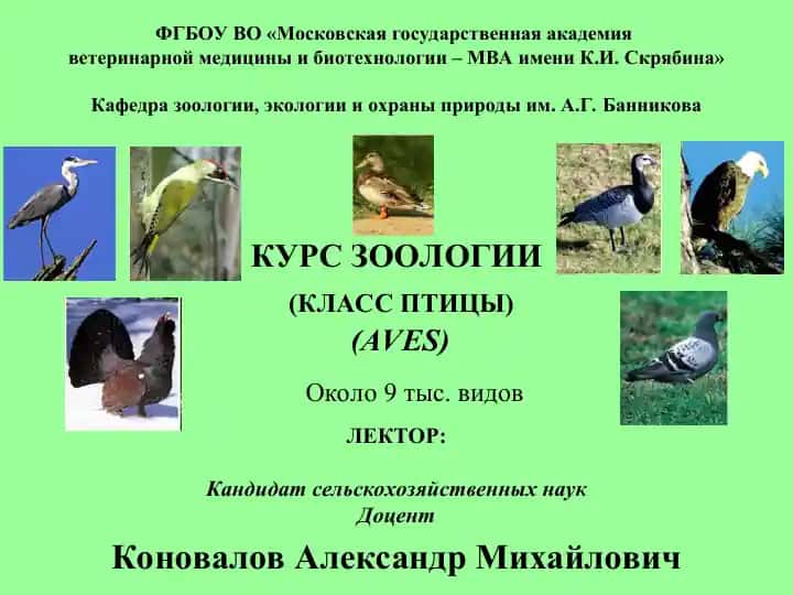 КУРС ЗООЛОГИИ(КЛАСС ПТИЦЫ)(AVES)
