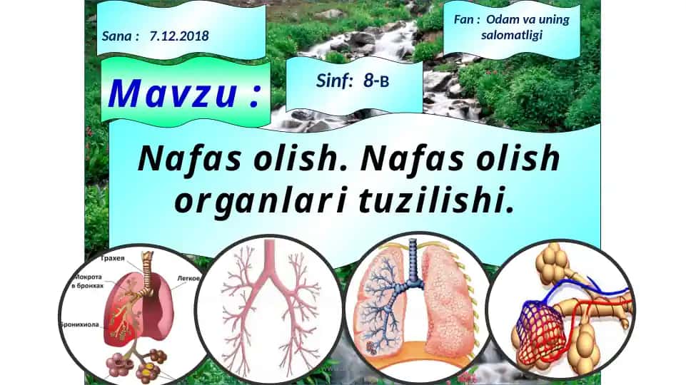 Nafas olish organlari tuzilishi