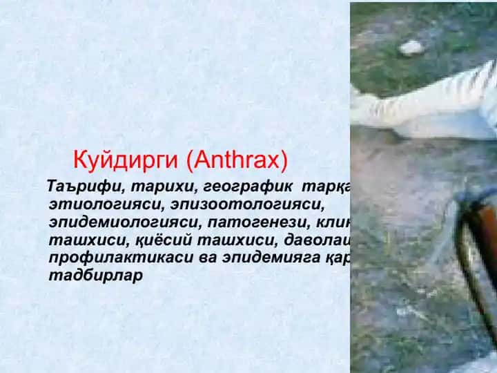 Куйдирги (Anthrax)