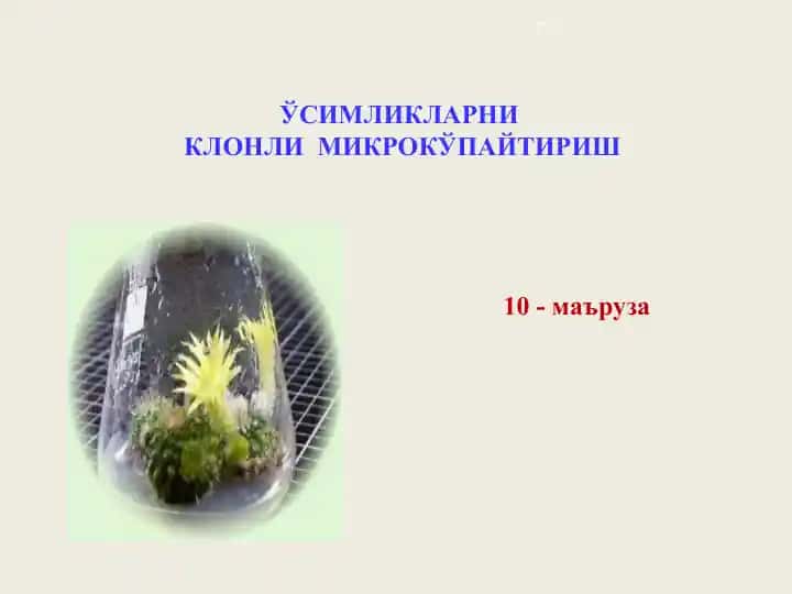 Oʻsimliklarni klonli mikrokўpaytirish