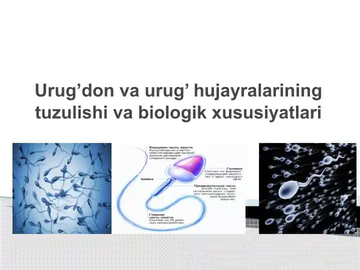 Urug’don va urug’ hujayralarining tuzulishi va biologik xususiyatlari