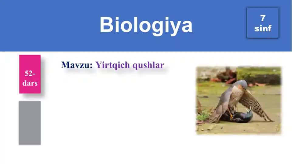 Yirtqich qushlar