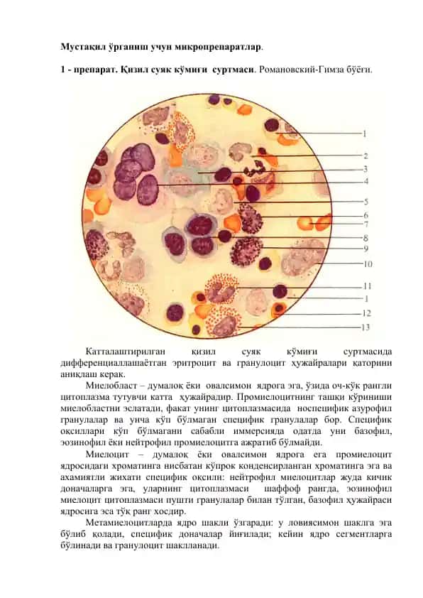 Мустақил ўрганиш учун микропрепаратлар
